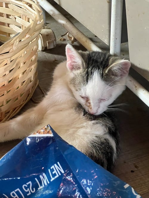 HEY DUDE - Domestic Short Hair available for adoption