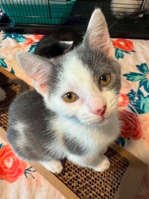 PAWPAW - Domestic Short Hair available for adoption