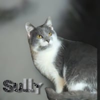 Sully - Photo 3