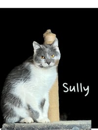 Sully - Photo 1