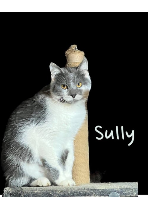 SULLY - Domestic Short Hair available for adoption