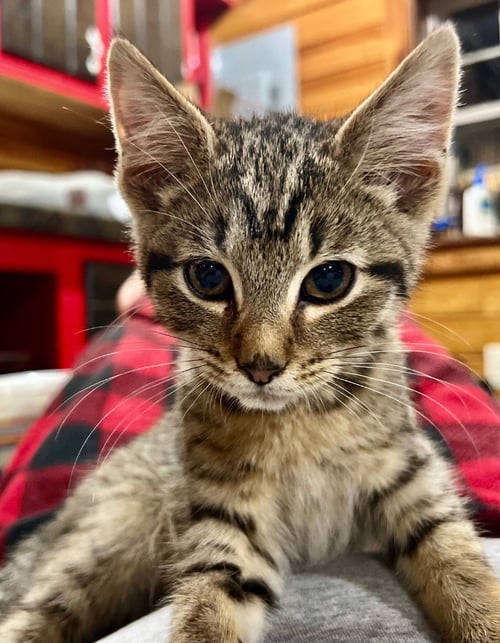 ROCKY M - Domestic Short Hair available for adoption