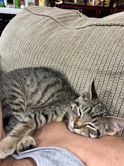 ROCKY M - Domestic Short Hair available for adoption