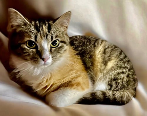 APPLE - Domestic Short Hair available for adoption