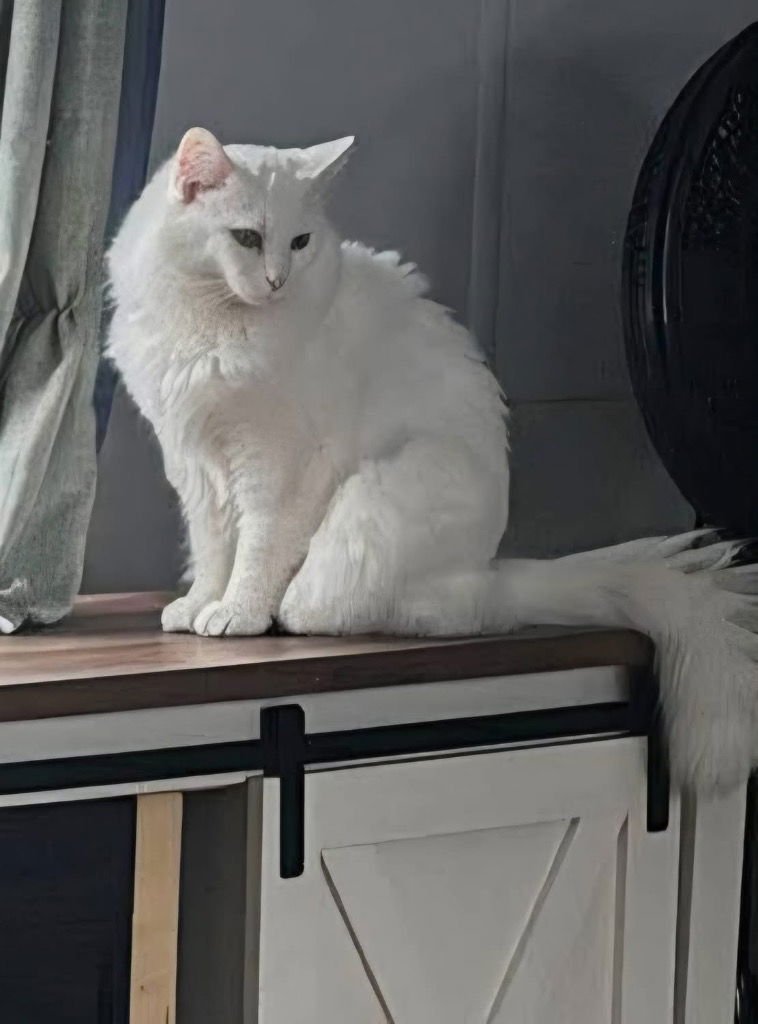 ATTICUS - Domestic Long Hair available for adoption