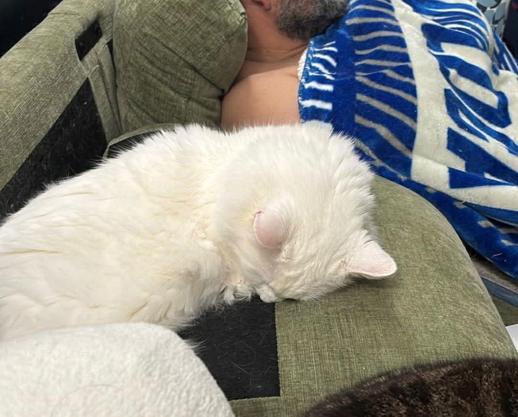 ATTICUS - Domestic Long Hair available for adoption