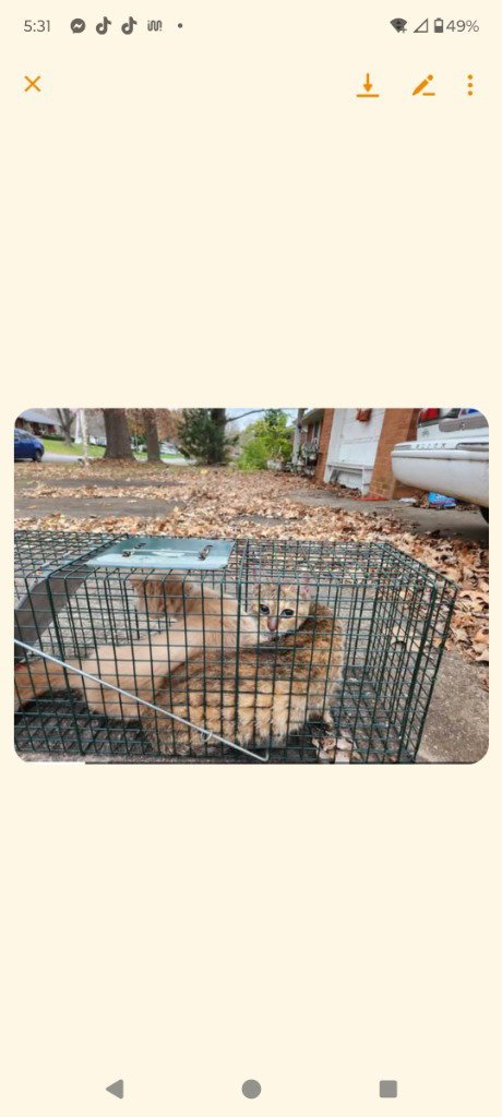 SHUTT #18 - Domestic Short Hair available for adoption