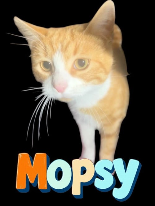 MOPSY - Domestic Short Hair available for adoption