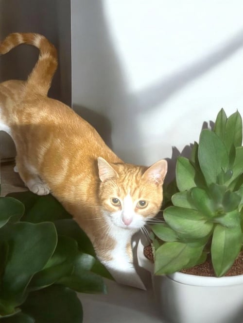 MOPSY - Domestic Short Hair available for adoption
