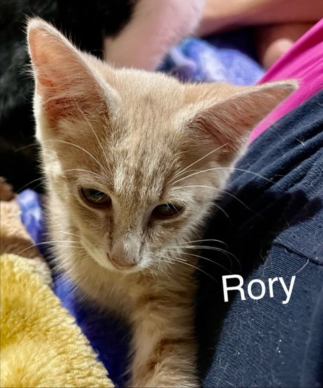 Rory Image