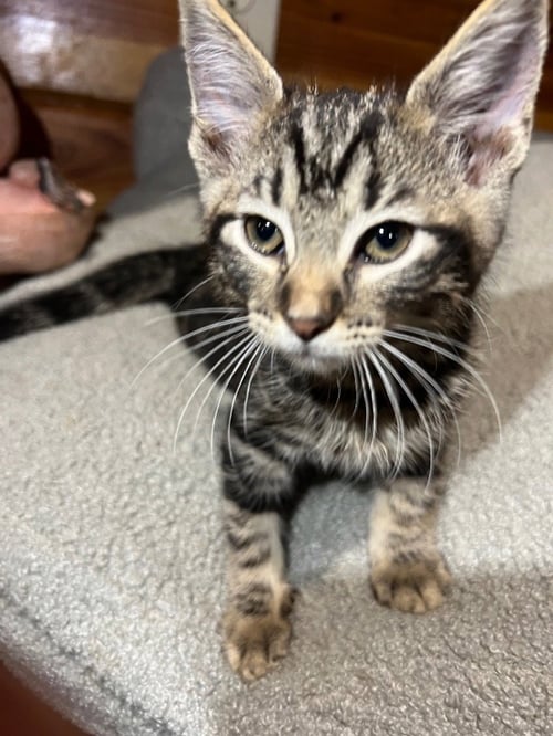 GREAT SMOKY M - Domestic Short Hair for adoption in Bowling Green