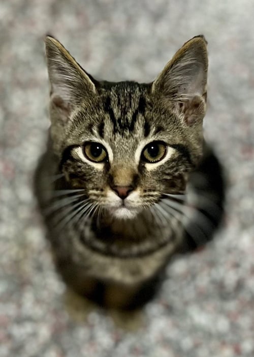 GREAT SMOKY M - Domestic Short Hair available for adoption