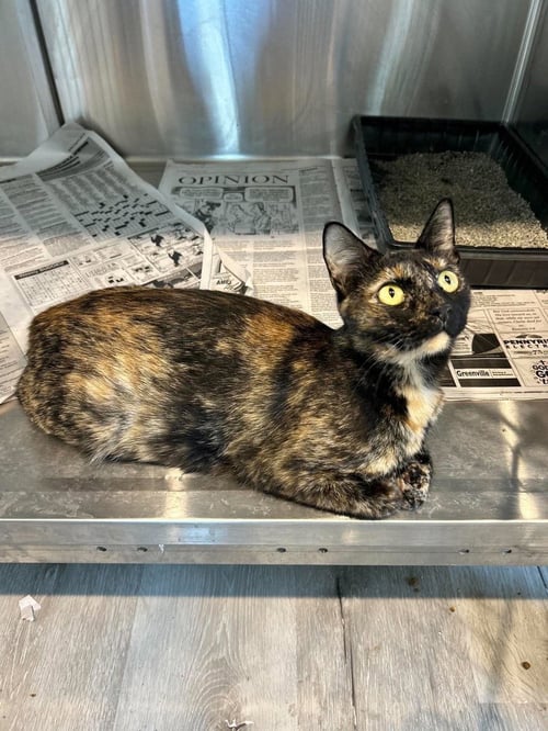 LADIE MADIE - Domestic Short Hair available for adoption