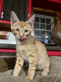 Golden Oreo - Photo 2