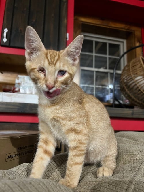 GOLDEN OREO - Domestic Short Hair available for adoption