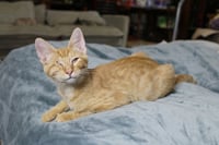 Golden Oreo - Photo 1