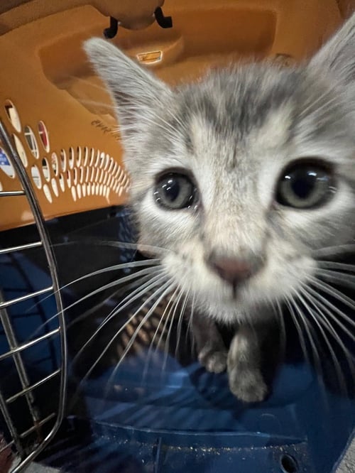 WALLABY WOO - Domestic Short Hair available for adoption