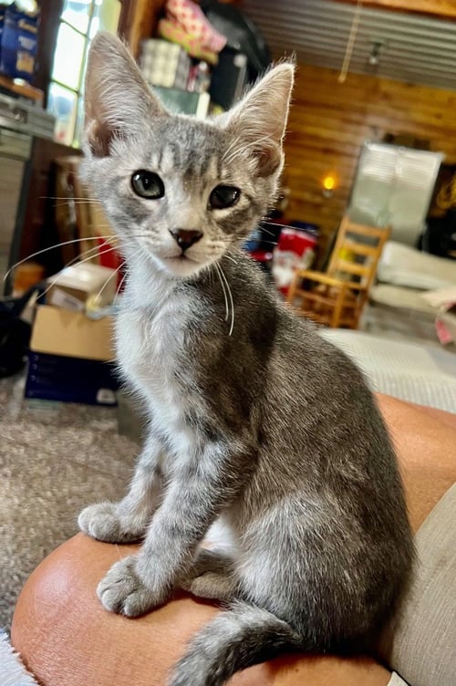 WALLABY WOO - Domestic Short Hair available for adoption