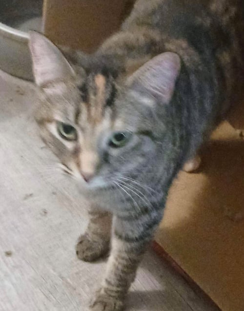 BLAIR - Domestic Short Hair available for adoption