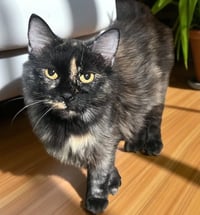 Mom of 7 - Photo 1