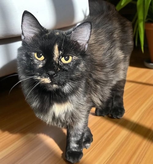 MOM OF 7 - Domestic Long Hair available for adoption