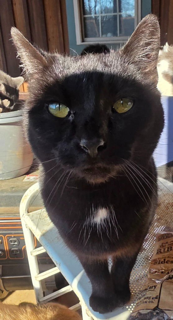 TERRY - Domestic Short Hair available for adoption