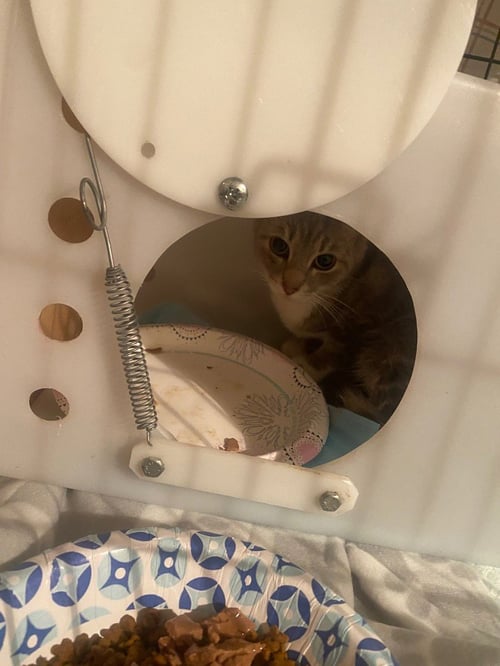 JACKSON - Domestic Short Hair available for adoption