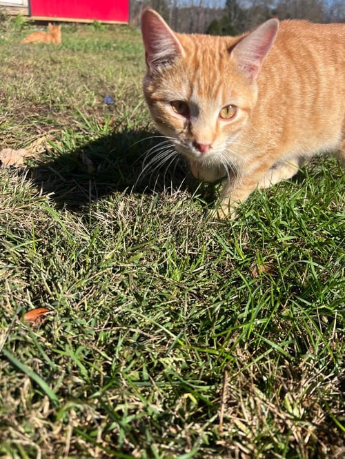 GARRETT - Domestic Short Hair available for adoption