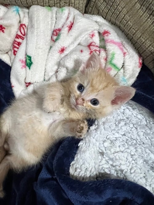 GRAYSON - Domestic Medium Hair available for adoption