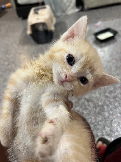 GRAYSON - Domestic Medium Hair available for adoption