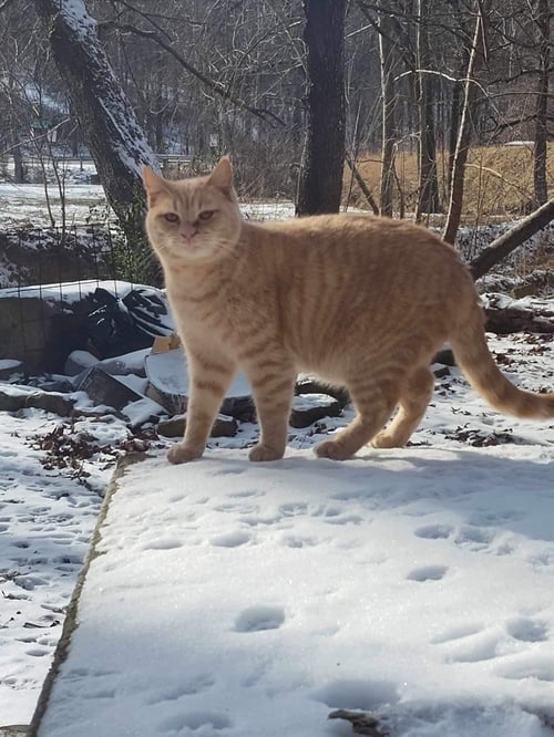 BEAN 3 - Domestic Short Hair available for adoption