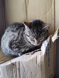 Tabitha - Photo 1