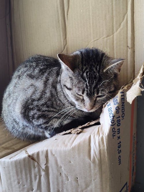 TABITHA - Domestic Short Hair available for adoption