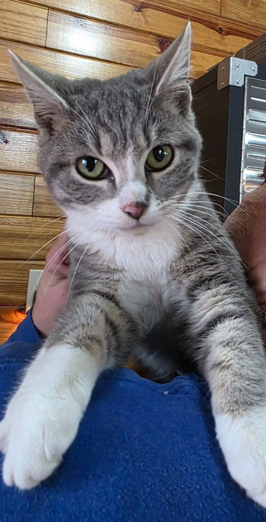 HELEN - Domestic Short Hair available for adoption