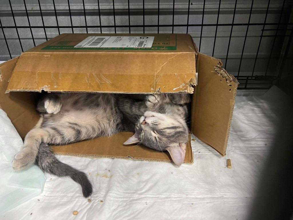 KAYSON - Domestic Short Hair available for adoption