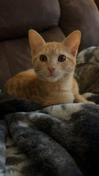 Nacho - Photo 1