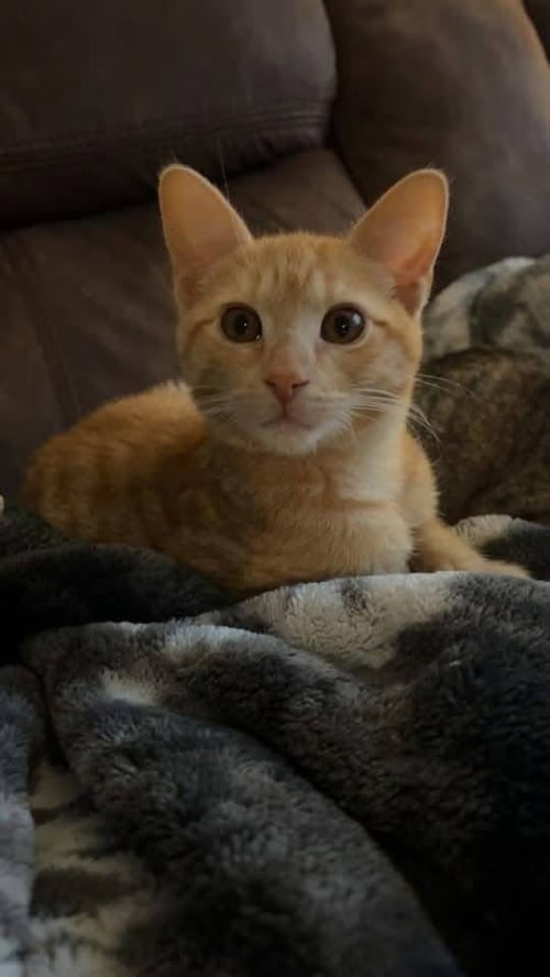 NACHO - Domestic Short Hair available for adoption