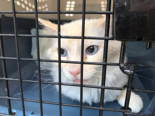 HONEYSUCKLE - Siamese / Domestic Medium Hair available for adoption