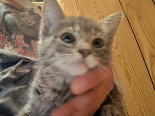 FIVE STAR - Domestic Short Hair available for adoption