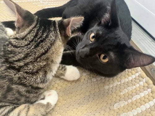 JACKIE - Domestic Short Hair available for adoption