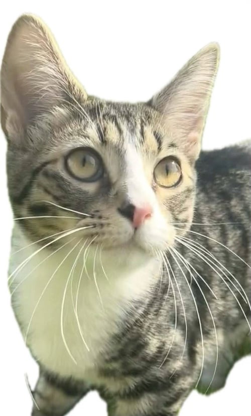 JACKIE - Domestic Short Hair available for adoption