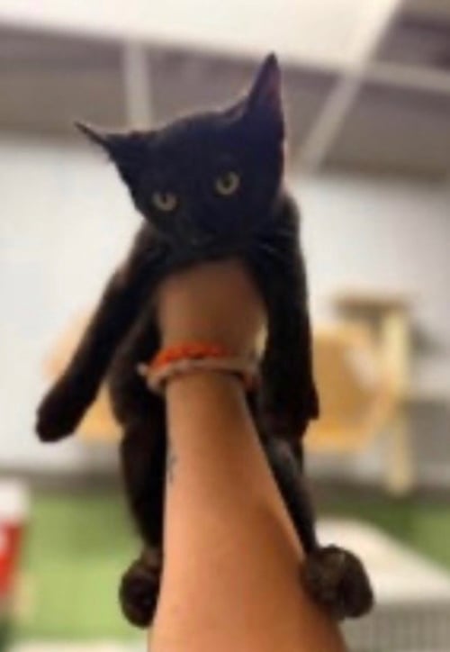 BRIAR - Domestic Short Hair available for adoption