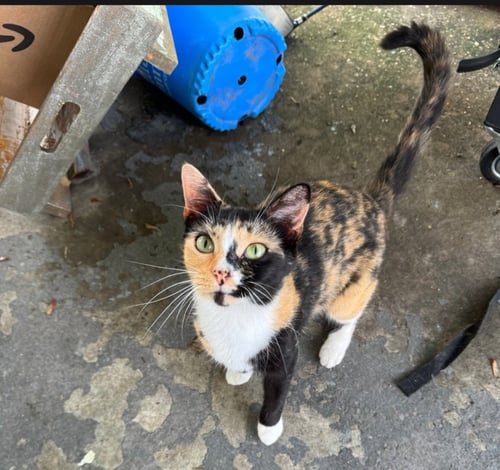 BILLIE - Domestic Short Hair available for adoption