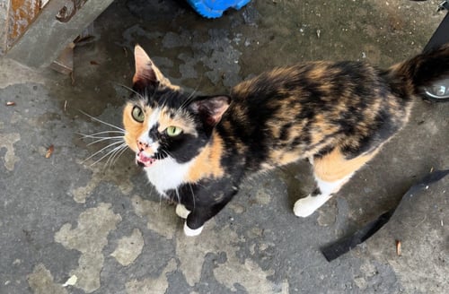 BILLIE - Domestic Short Hair available for adoption