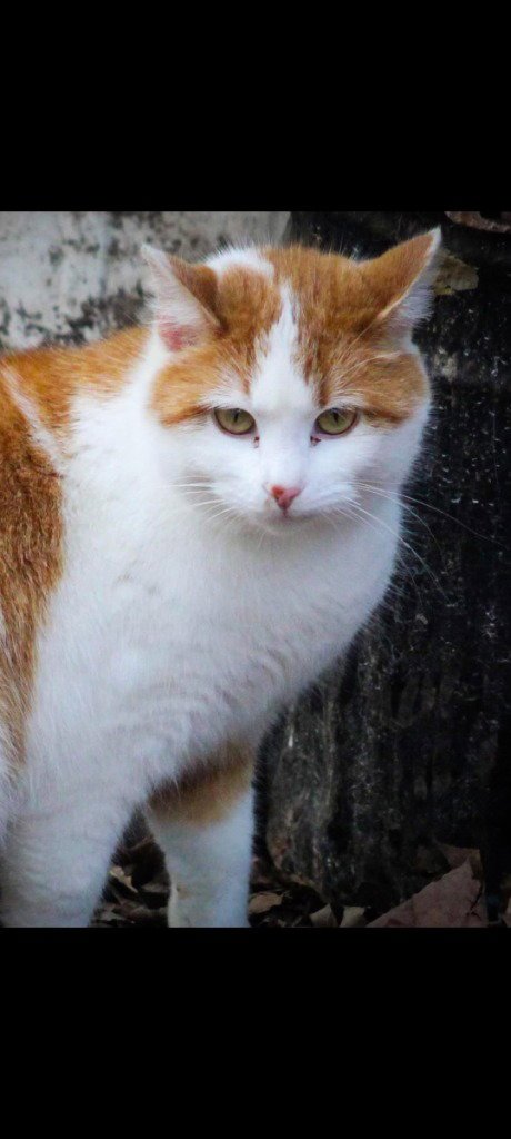 ALEX* - Domestic Short Hair available for adoption