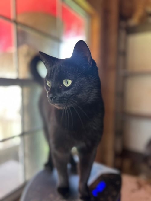 HEATH - Domestic Short Hair available for adoption