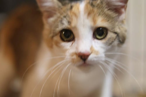 CERA - Domestic Short Hair available for adoption