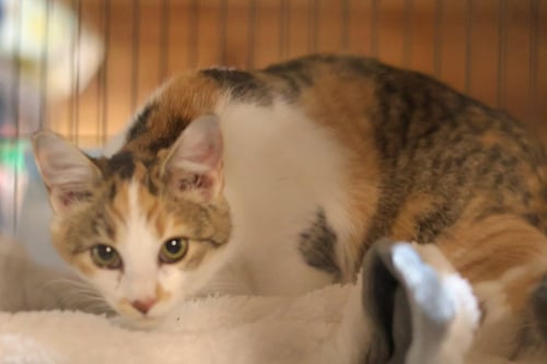 CERA - Domestic Short Hair available for adoption