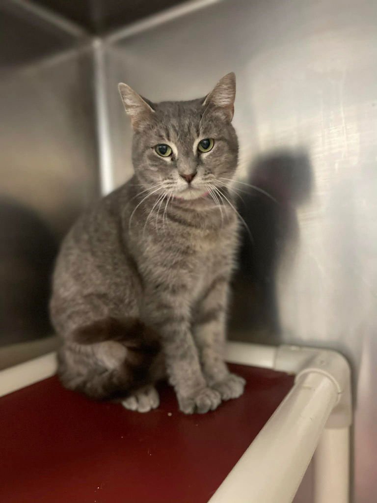 DOVE - Domestic Short Hair available for adoption