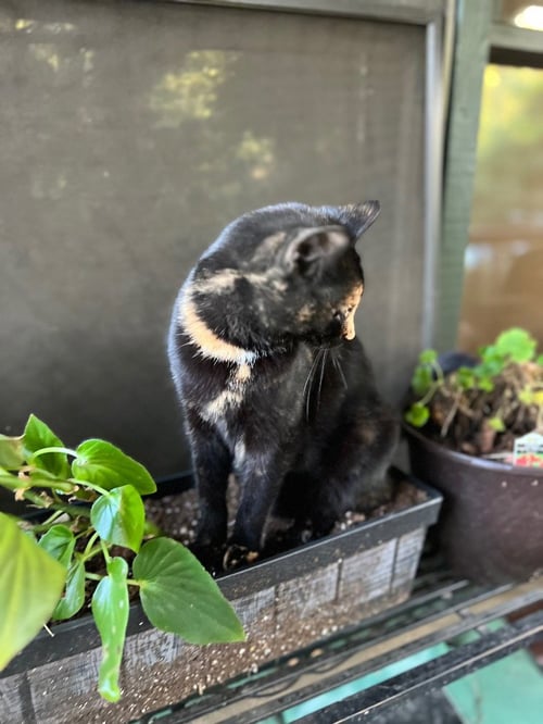 GIDGET - Domestic Short Hair available for adoption